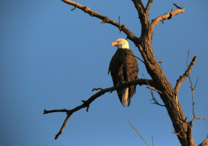 eagle-credit-tom-reiter